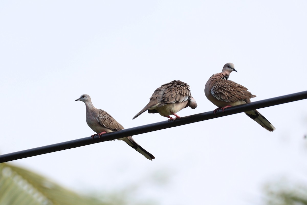 Spotted Dove - ML620737549