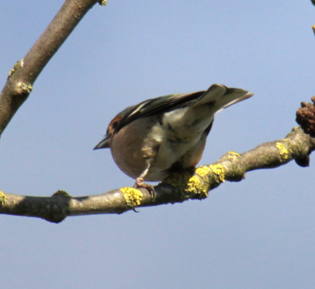 Common Chaffinch - ML620737550