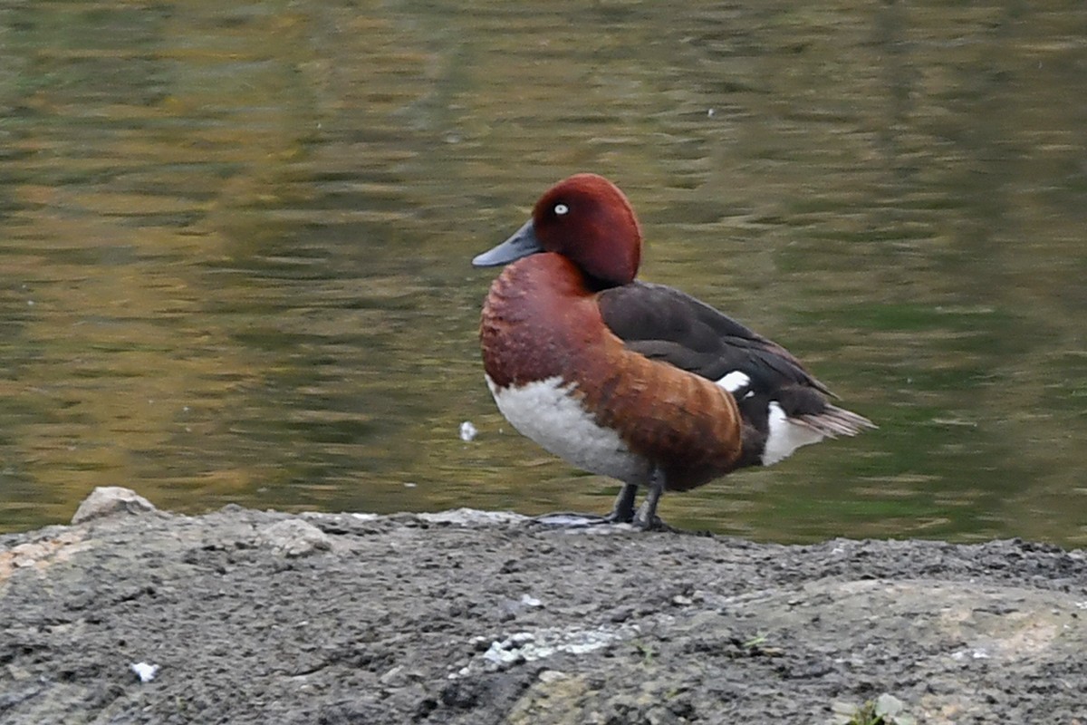 Ferruginous Duck - ML620737553