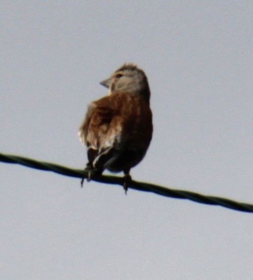 Eurasian Linnet - ML620737554