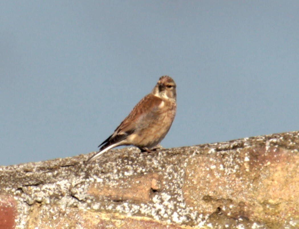 Eurasian Linnet - ML620737555