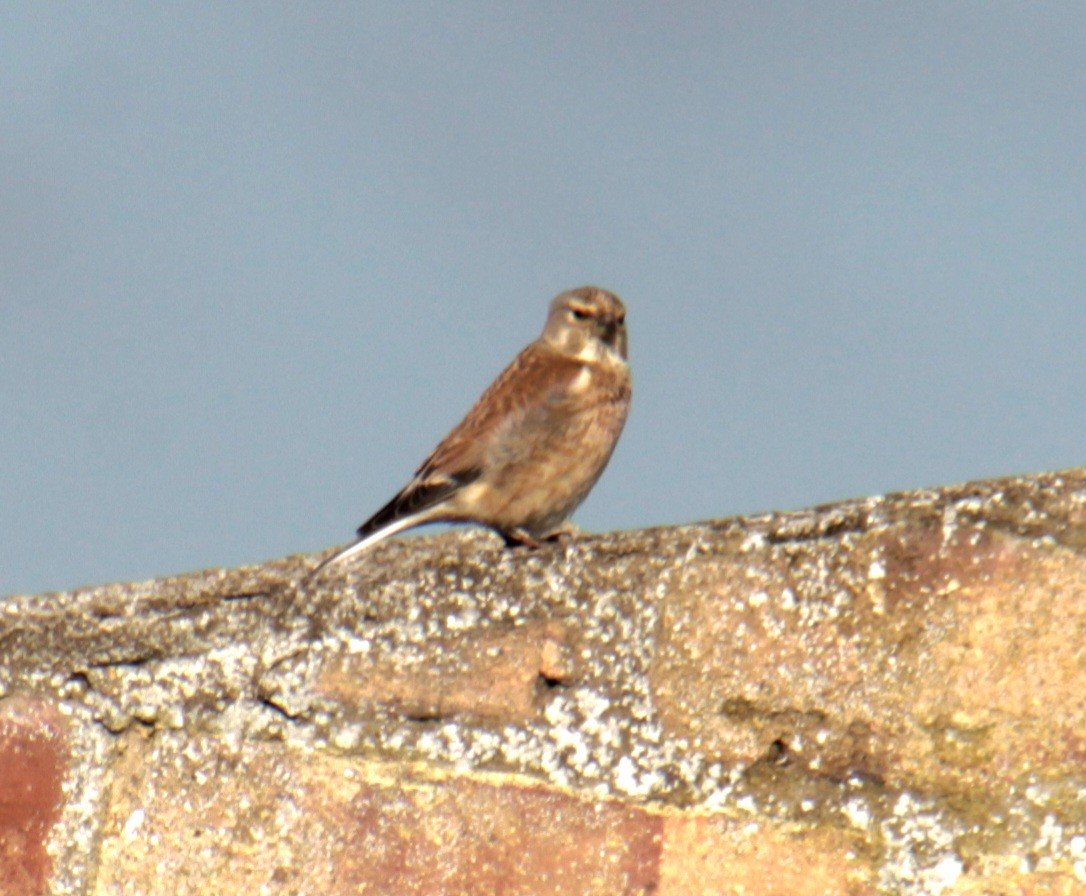 Eurasian Linnet - ML620737556