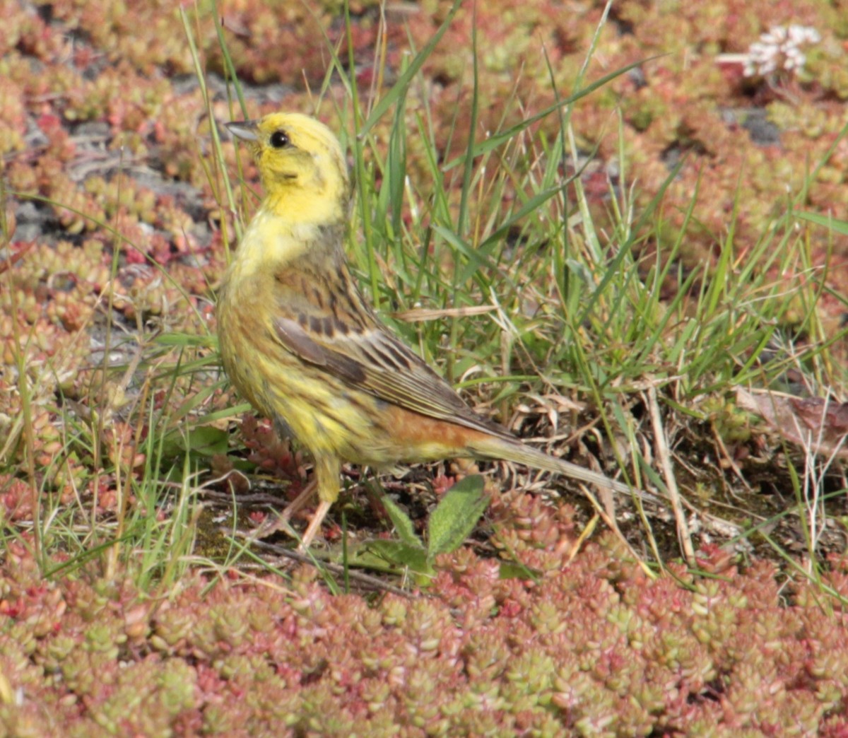 Yellowhammer - ML620737559