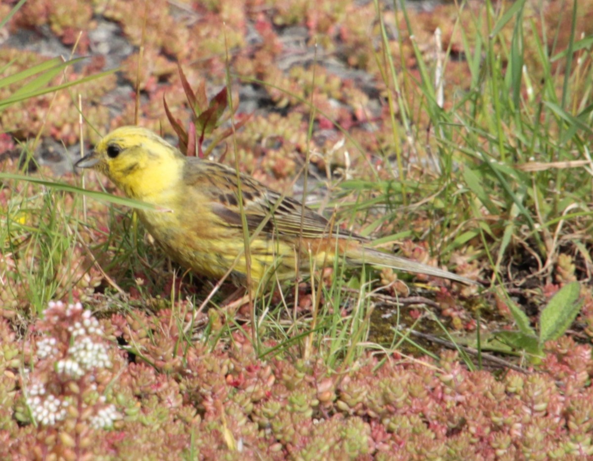 Bruant jaune - ML620737560