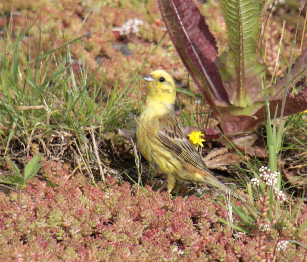 Bruant jaune - ML620737562