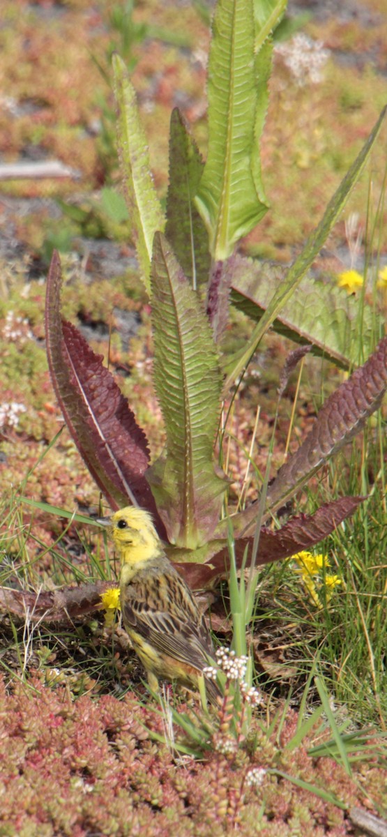 Yellowhammer - ML620737564