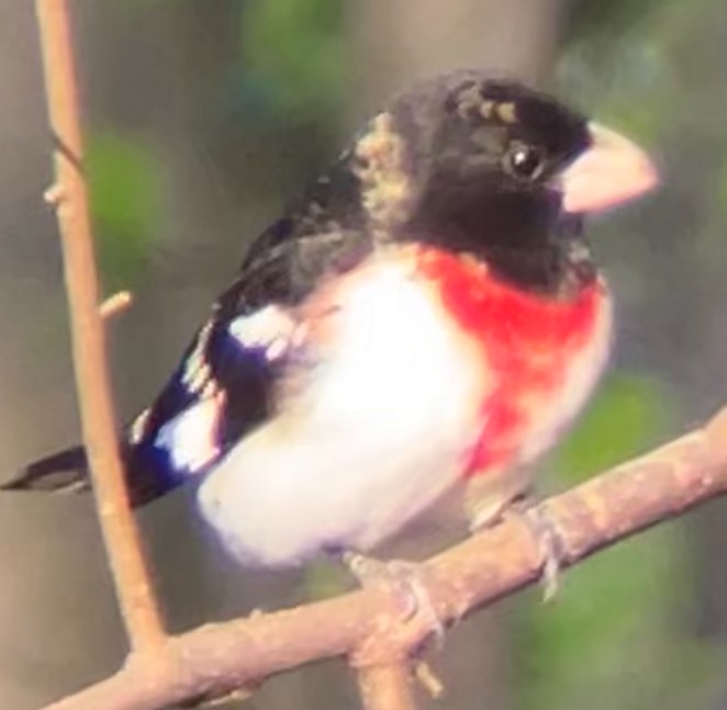 Rose-breasted Grosbeak - ML620737565