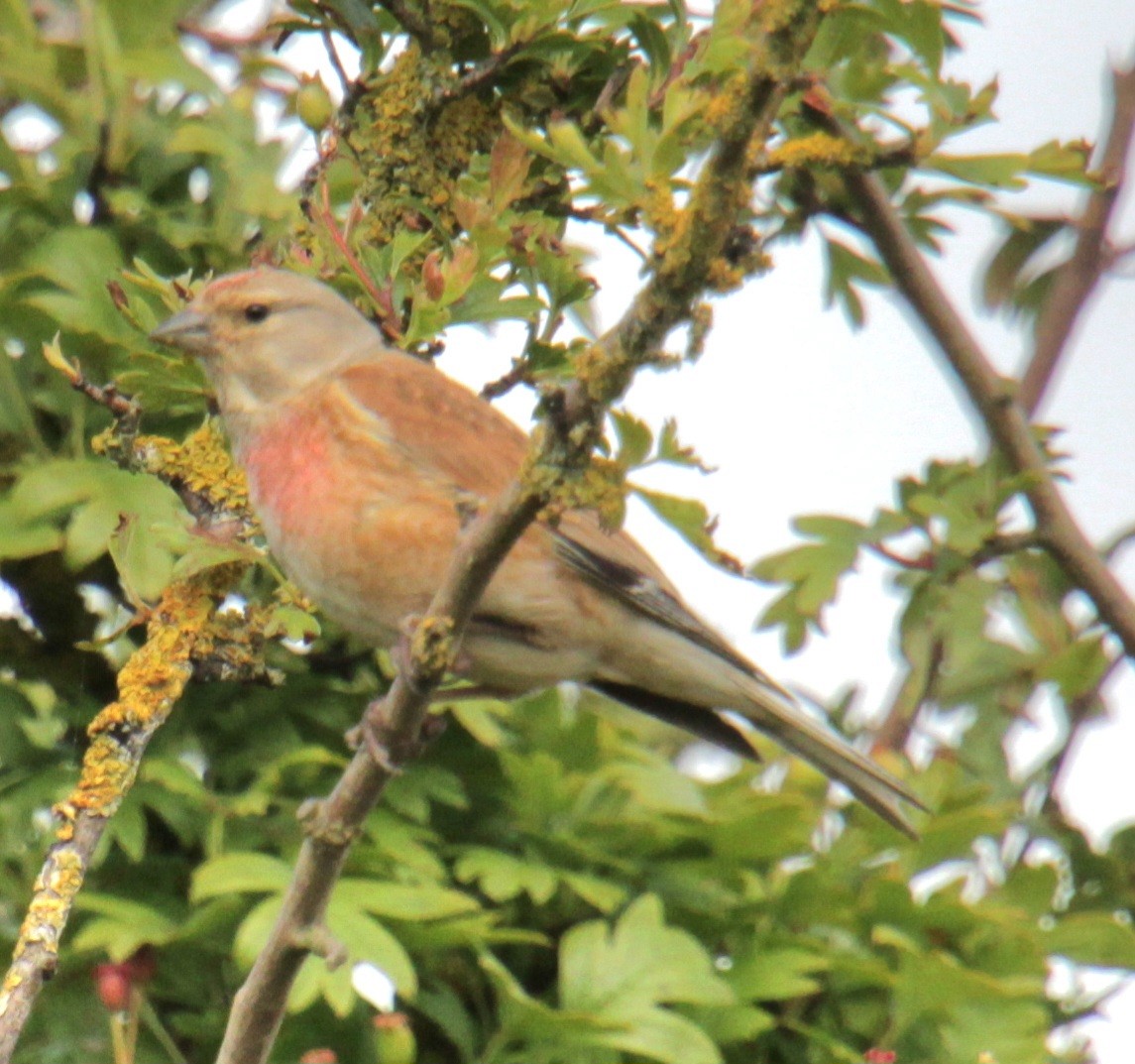 Eurasian Linnet - ML620737566