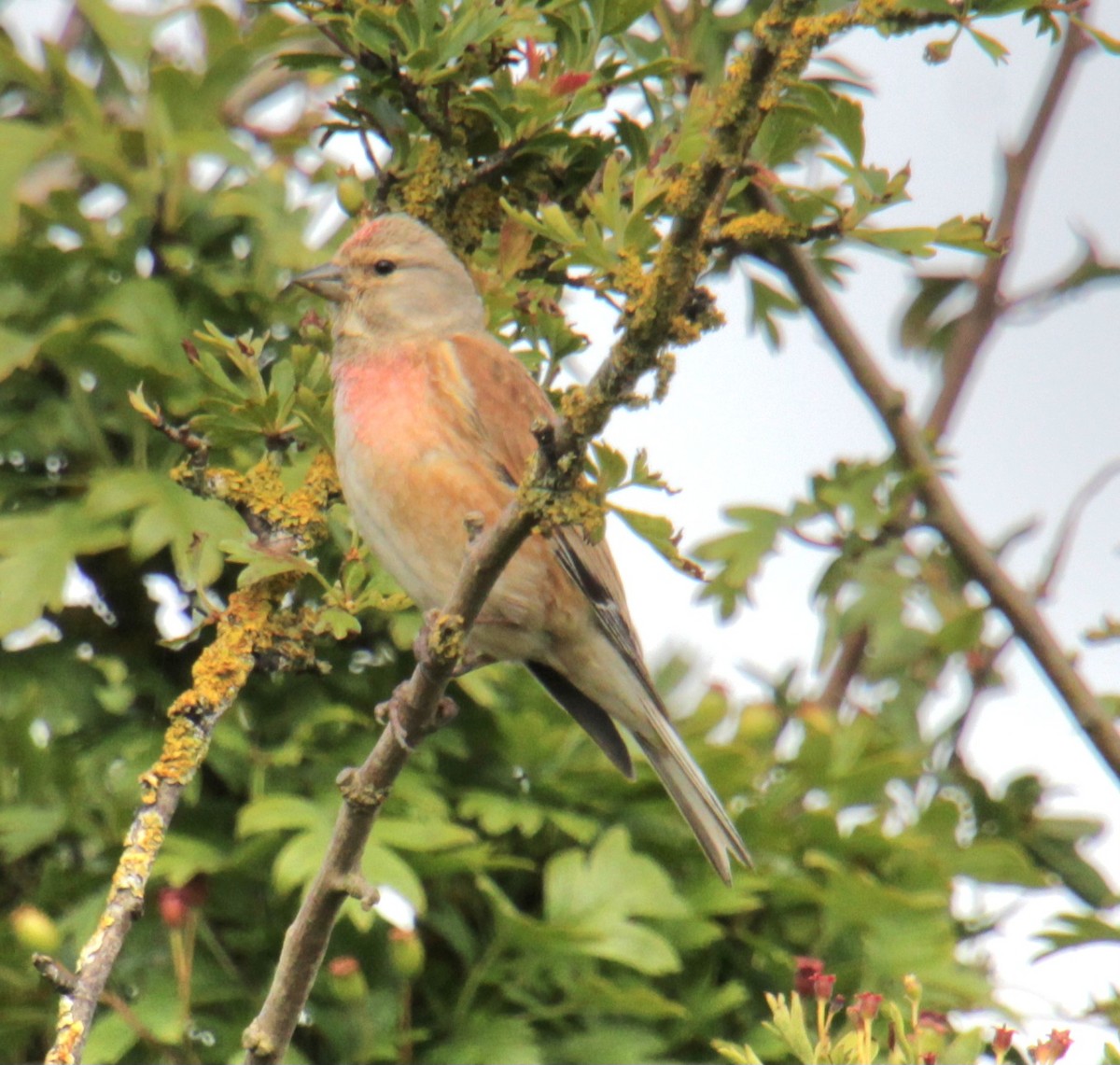 Eurasian Linnet - ML620737567