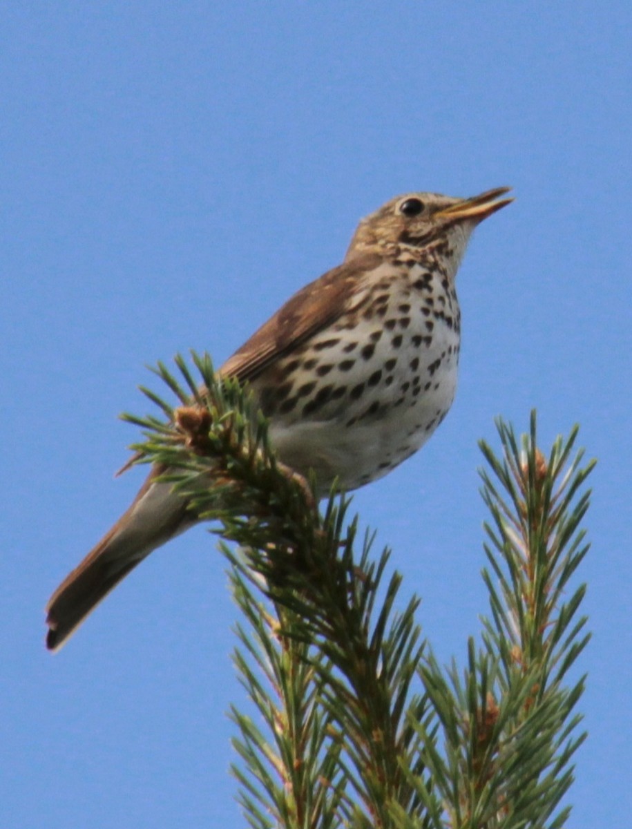 Song Thrush - ML620737568