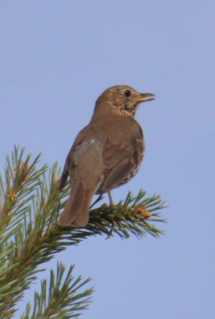 Song Thrush - ML620737569