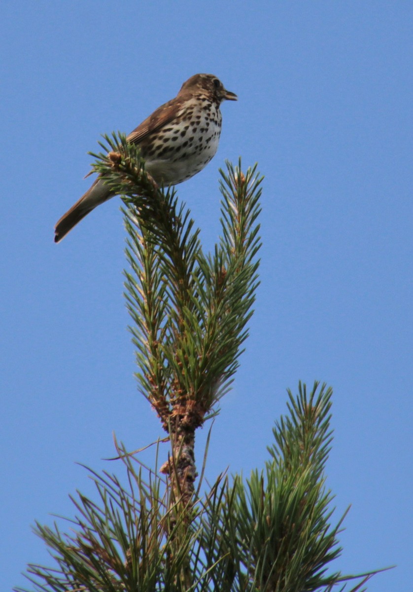 Song Thrush - ML620737570