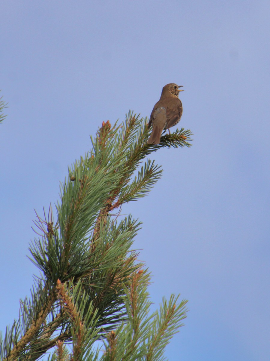 Song Thrush - ML620737571