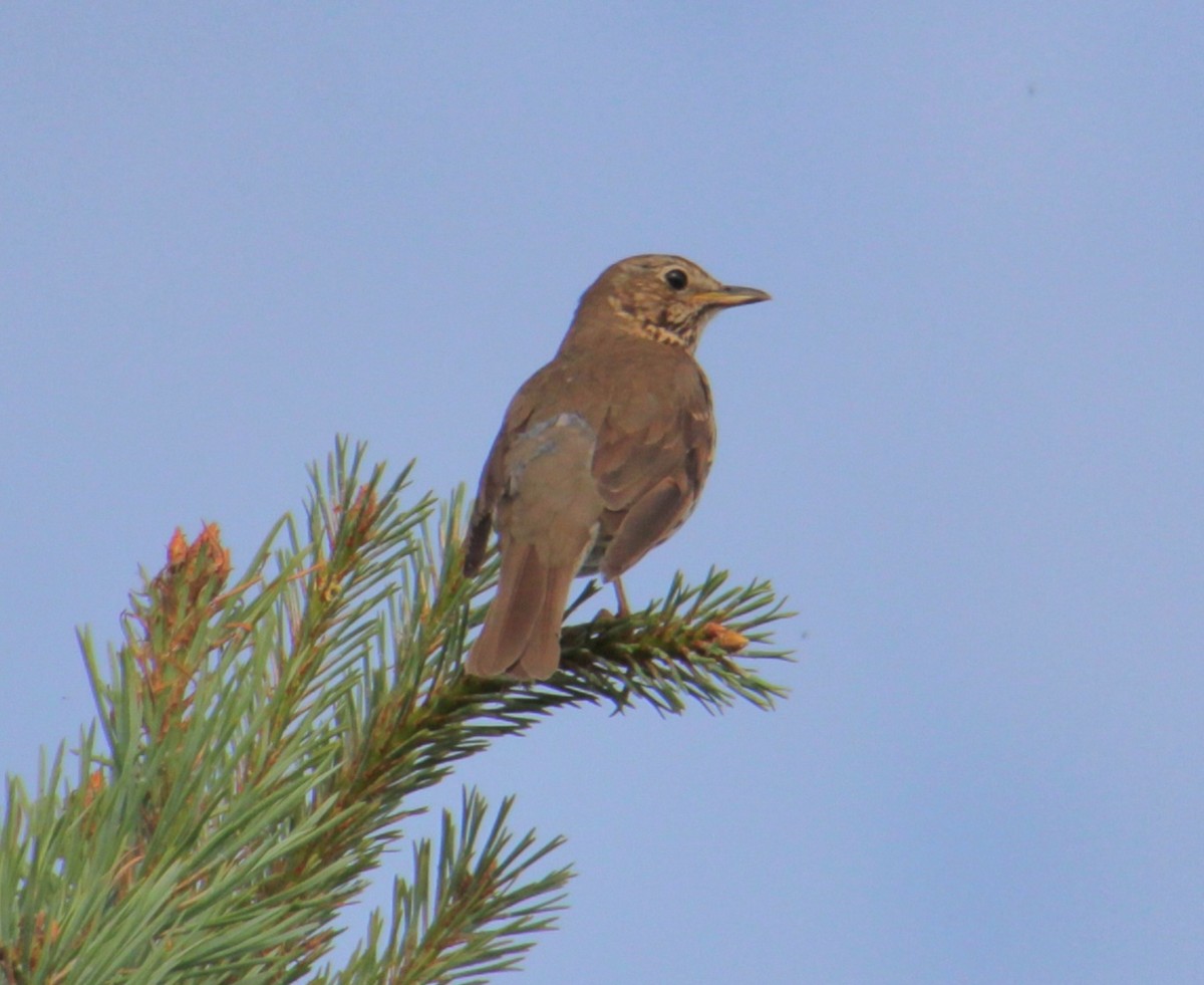 Song Thrush - ML620737572