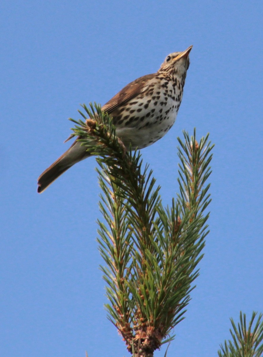 Song Thrush - ML620737574