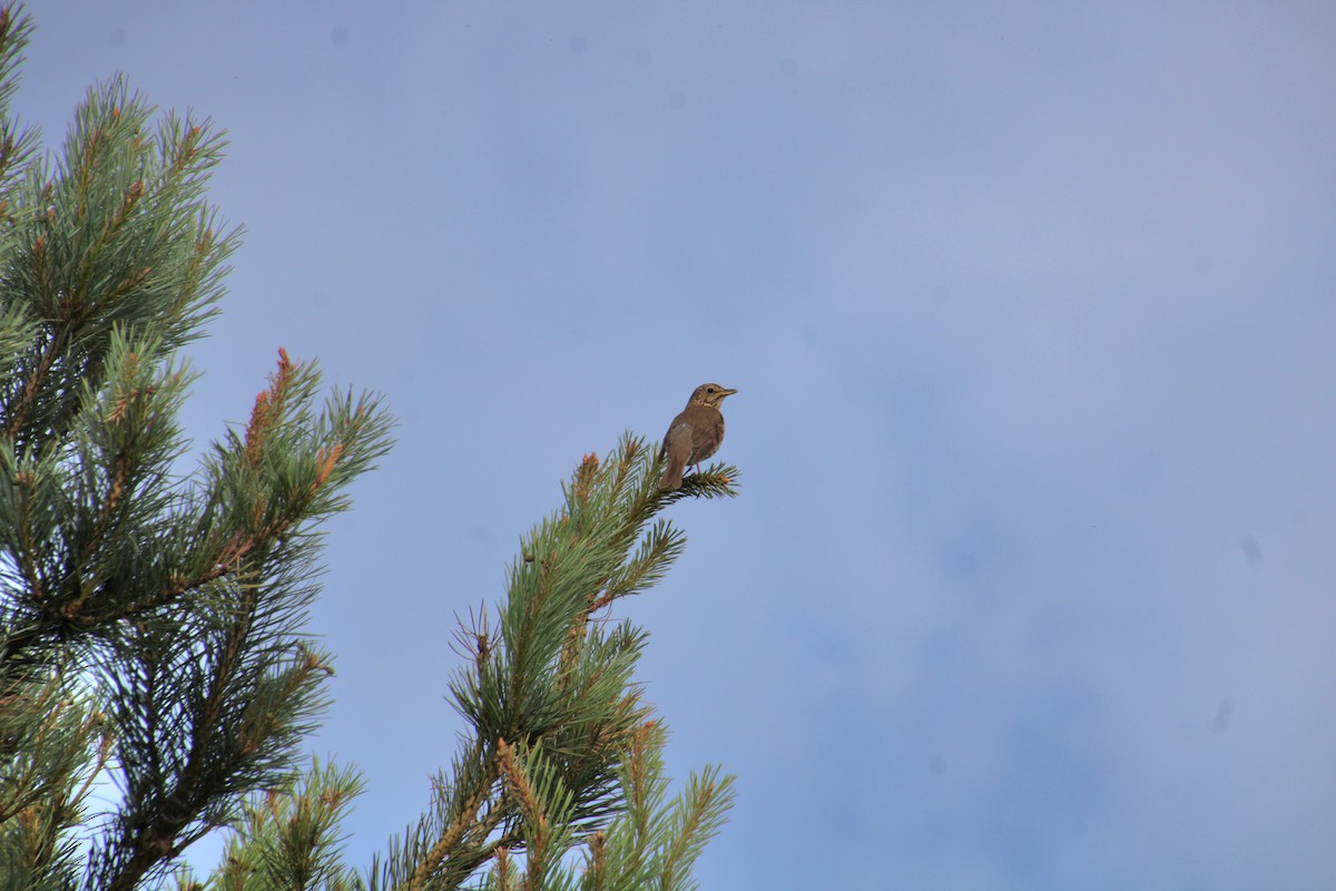 Song Thrush - ML620737575