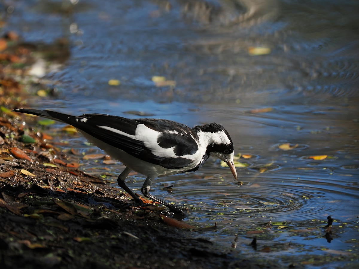 Magpie-lark - ML620737576