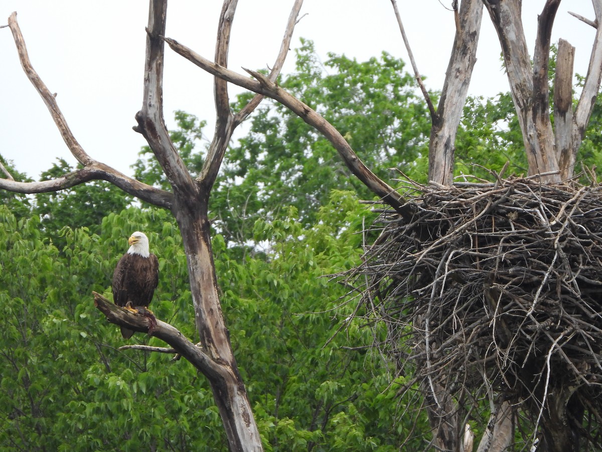 Weißkopf-Seeadler - ML620737577