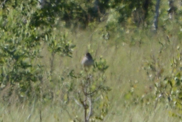 Green Sandpiper - ML620737591