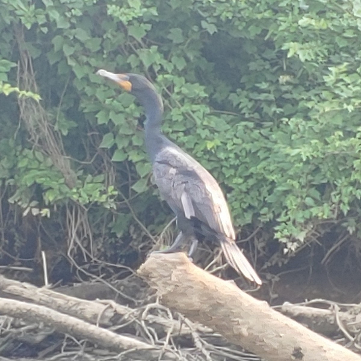 Double-crested Cormorant - ML620737596