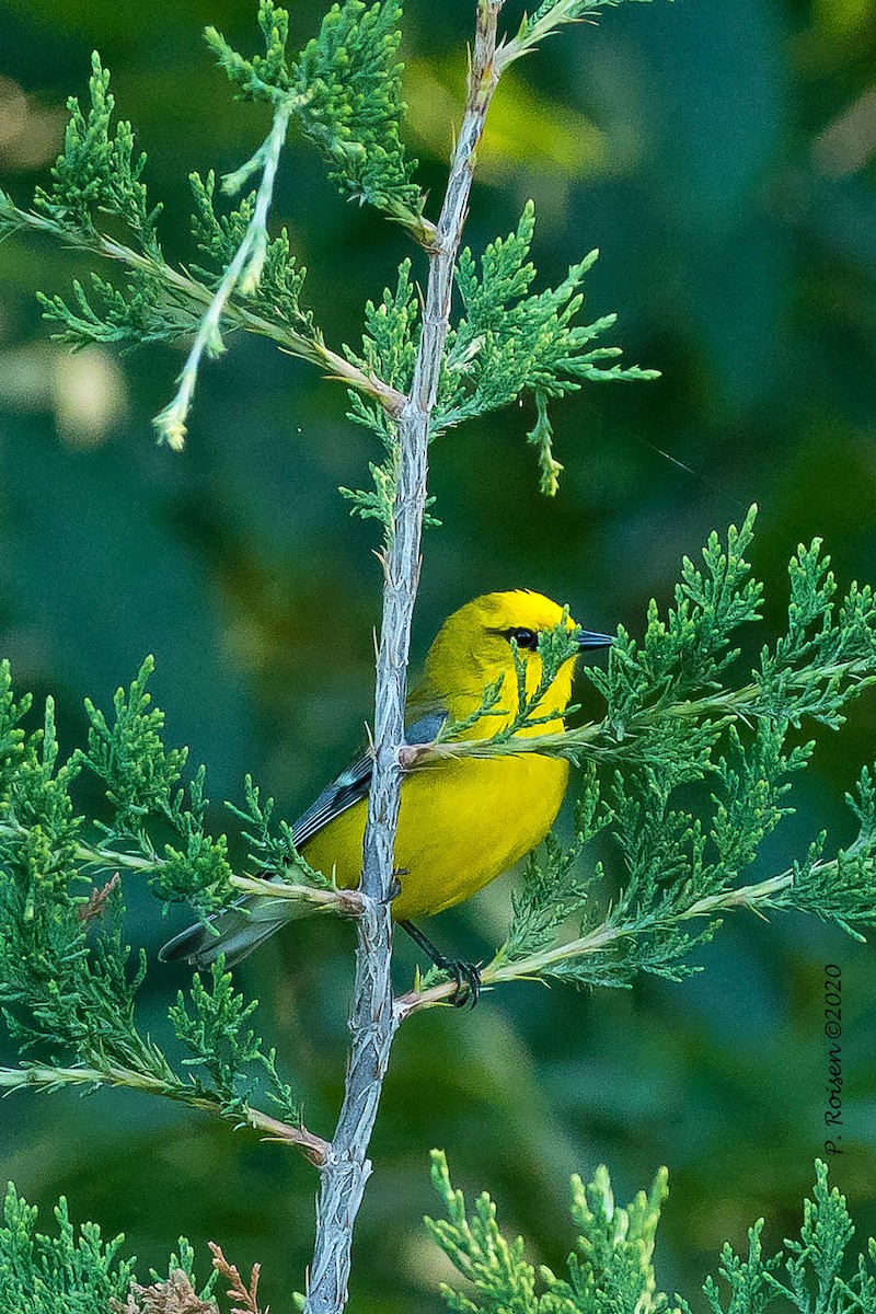 Blue-winged Warbler - ML620737597