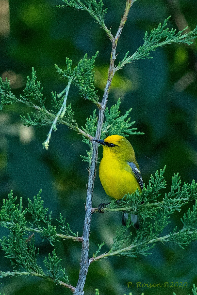 Blue-winged Warbler - ML620737598