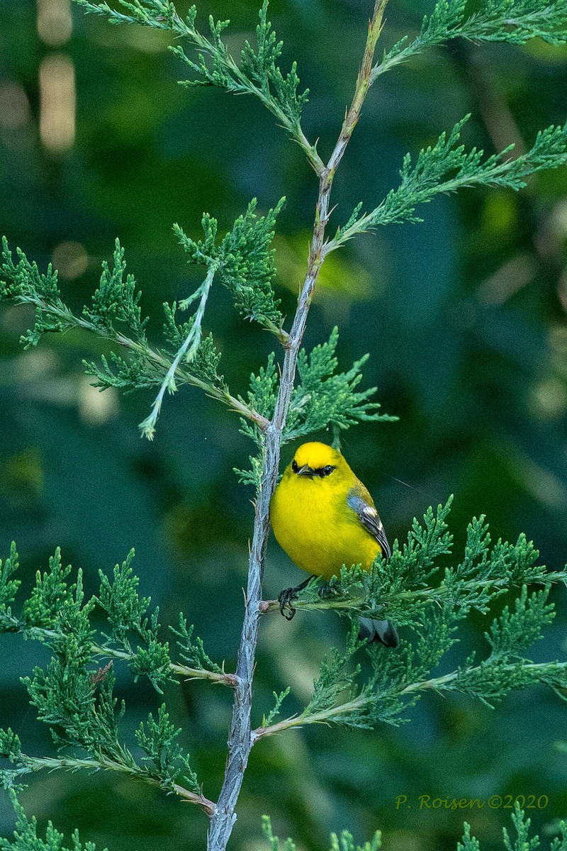 Blue-winged Warbler - ML620737600