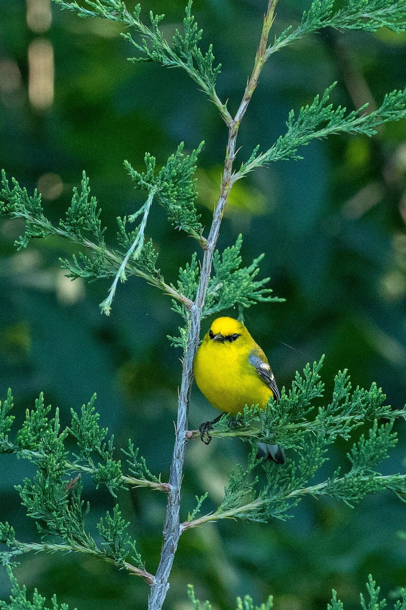 Blue-winged Warbler - ML620737601