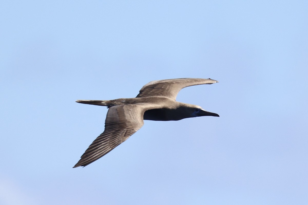 Red-footed Booby - ML620737607