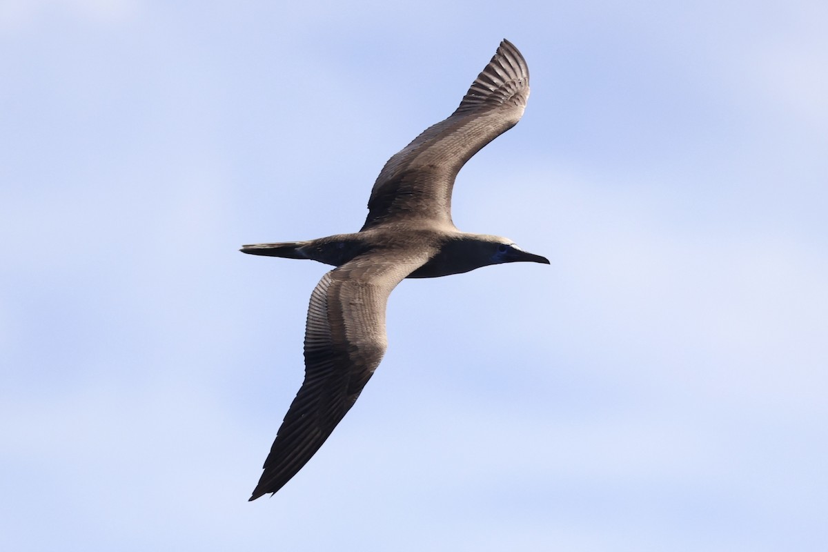 Red-footed Booby - ML620737608