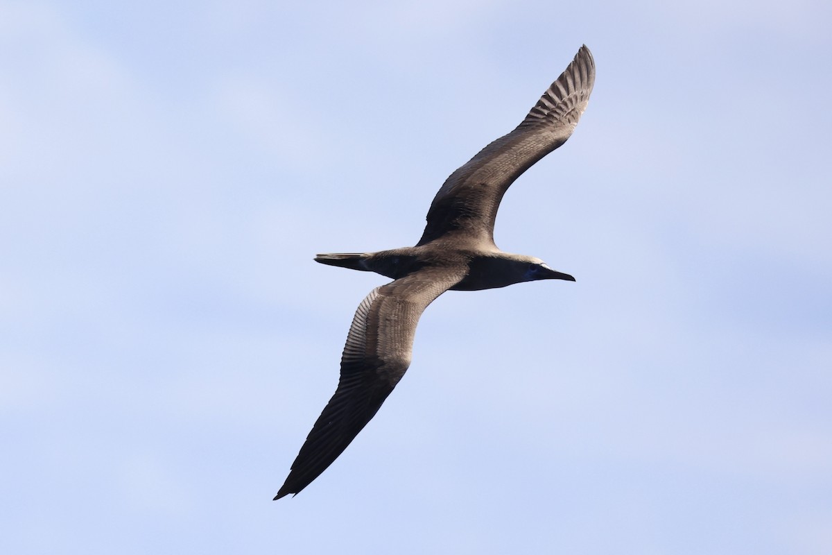 Red-footed Booby - ML620737609