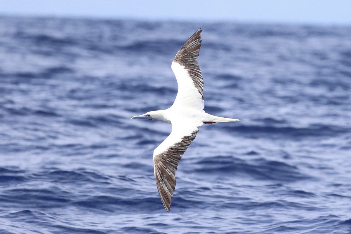 Red-footed Booby - ML620737610