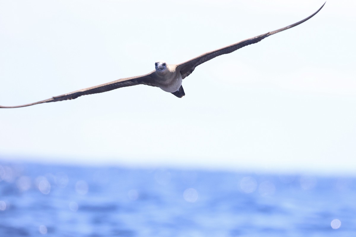 Red-footed Booby - ML620737611