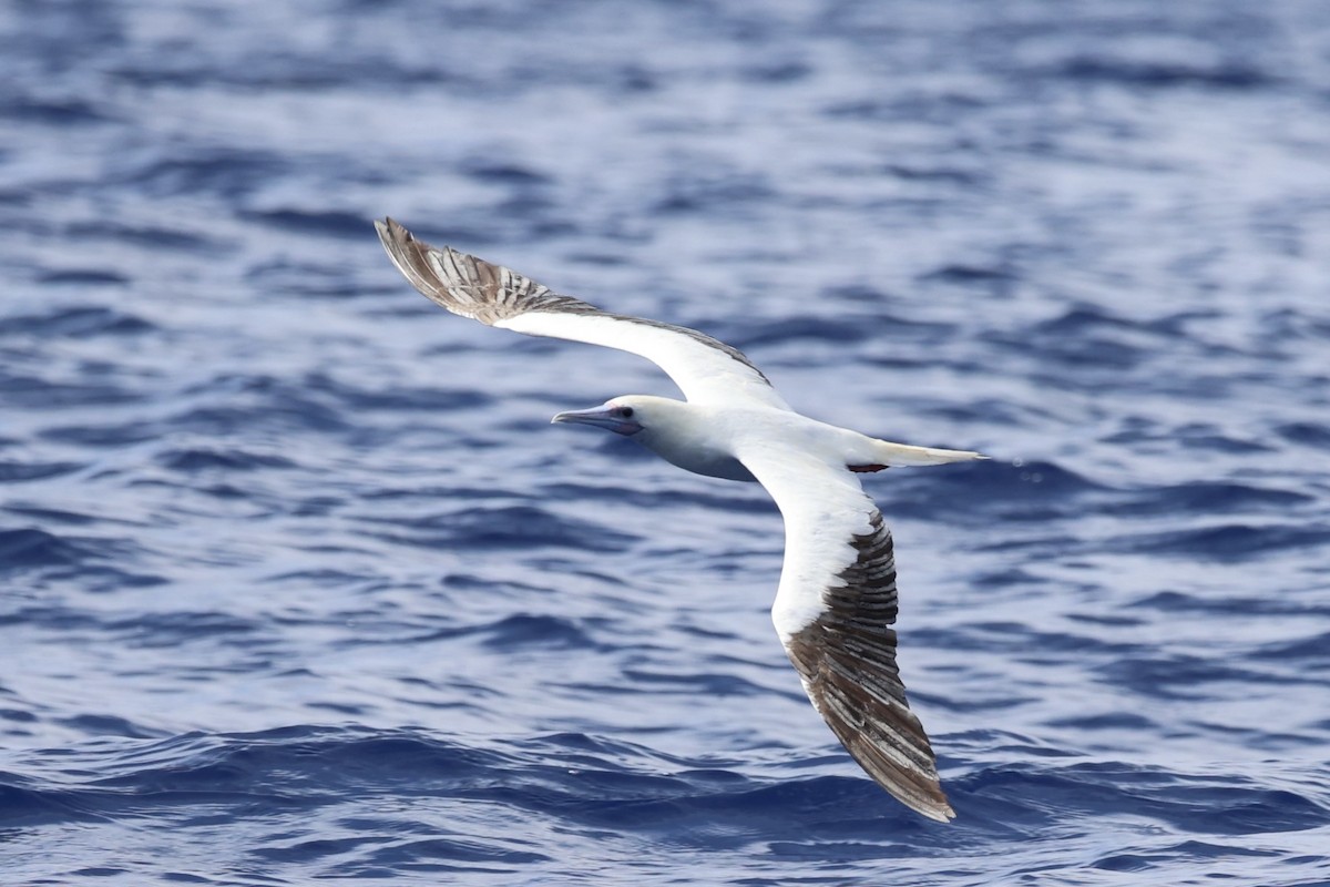 Red-footed Booby - ML620737612