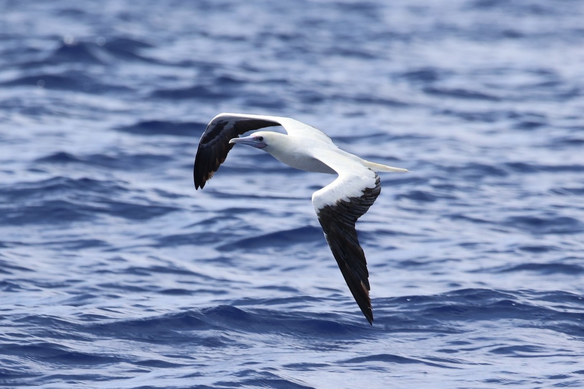 Red-footed Booby - ML620737613