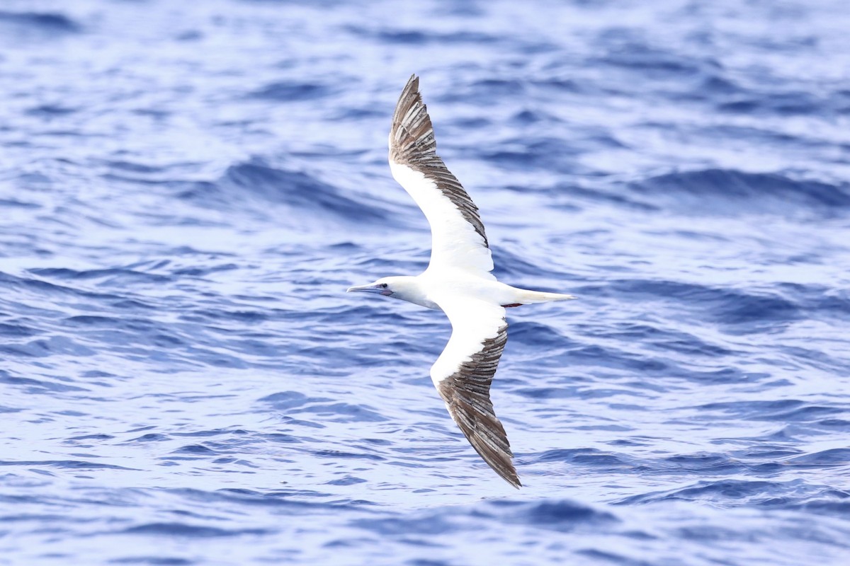 Red-footed Booby - ML620737614