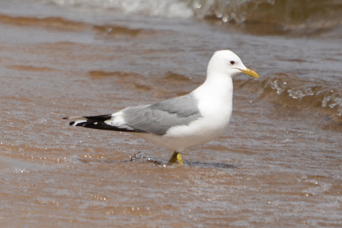 Common Gull - Anton Kornilov