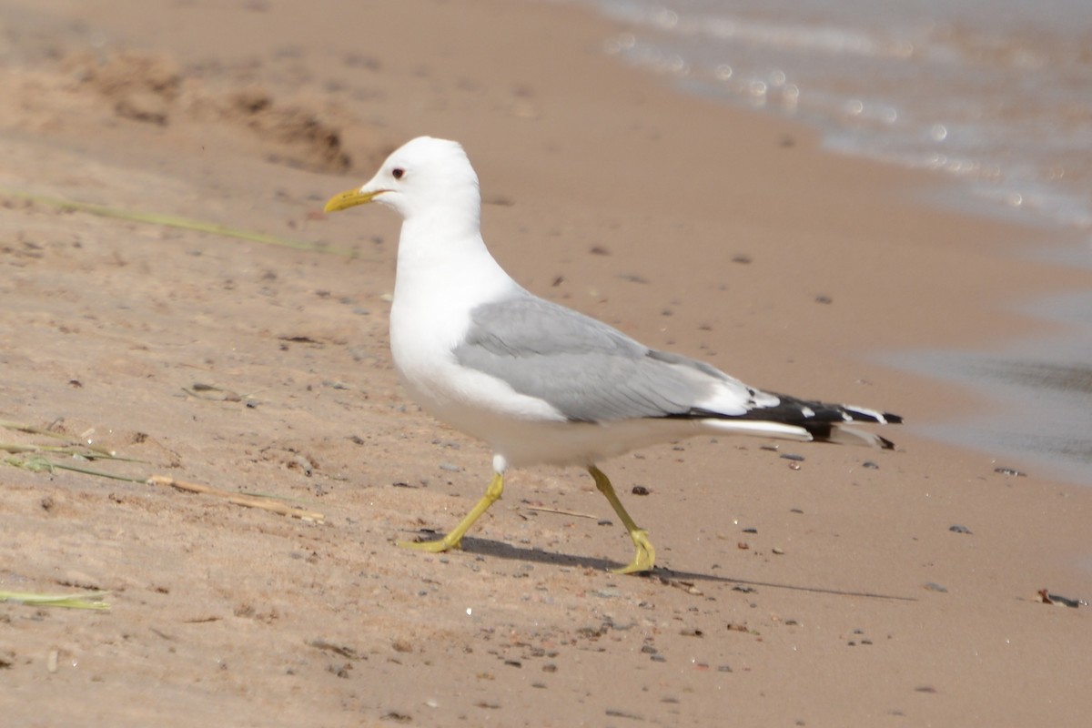 Gaviota Cana - ML620737618