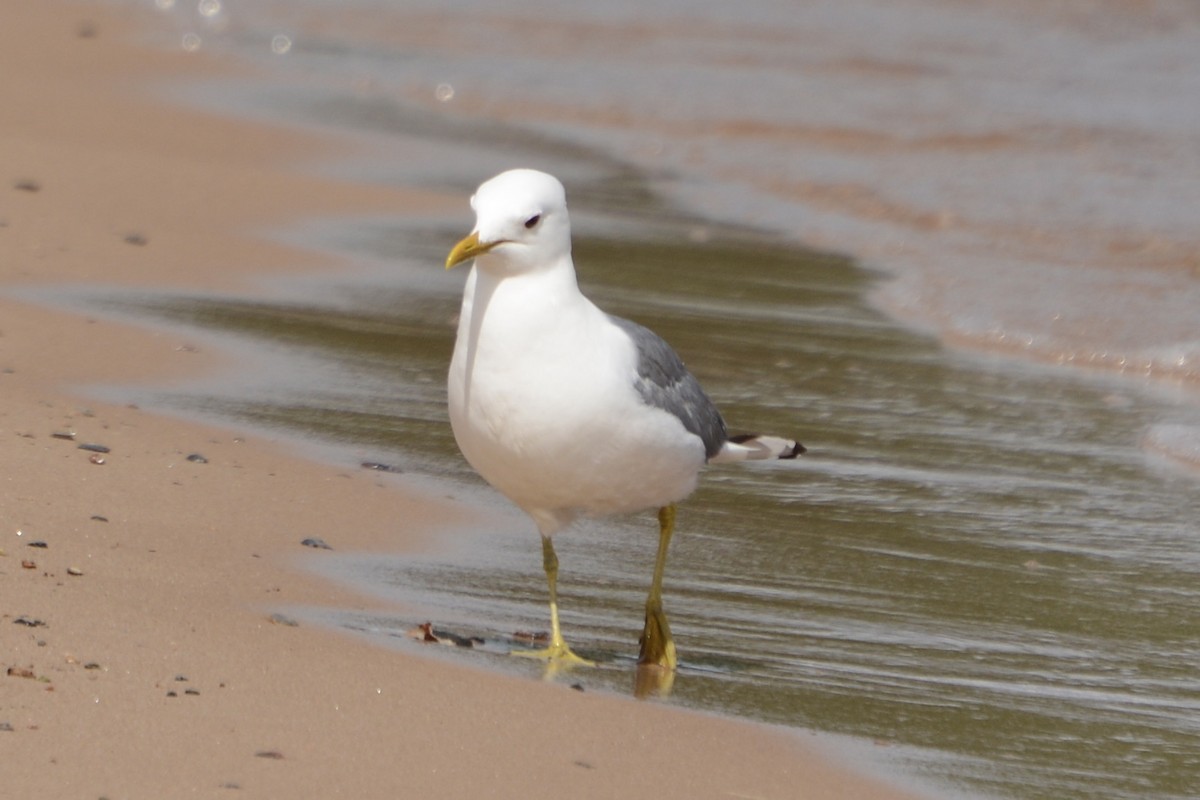 Gaviota Cana - ML620737619