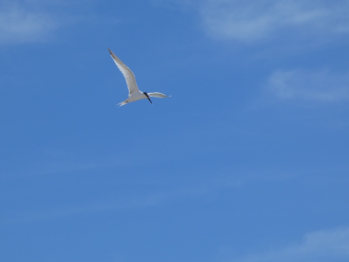 Sandwich Tern - ML620737621