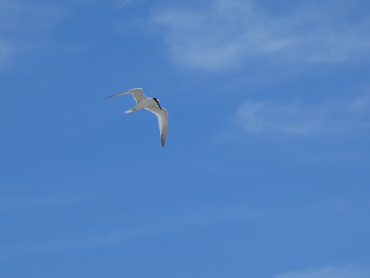 Sandwich Tern - José Ignacio Dies