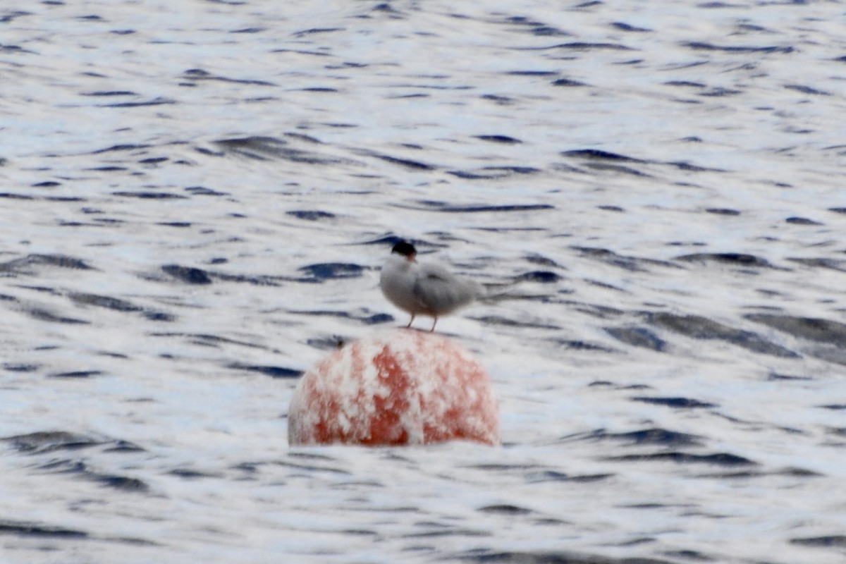 Common Tern - ML620737623