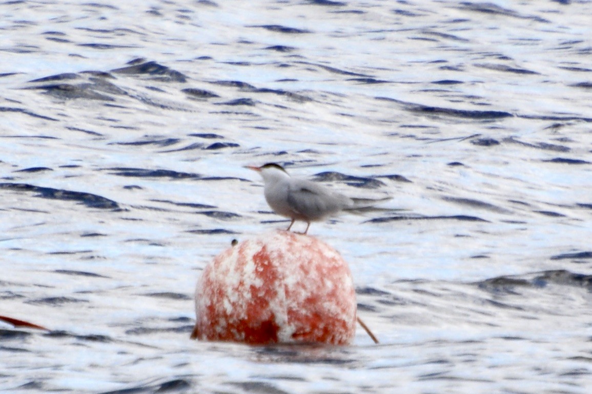 Common Tern - ML620737624