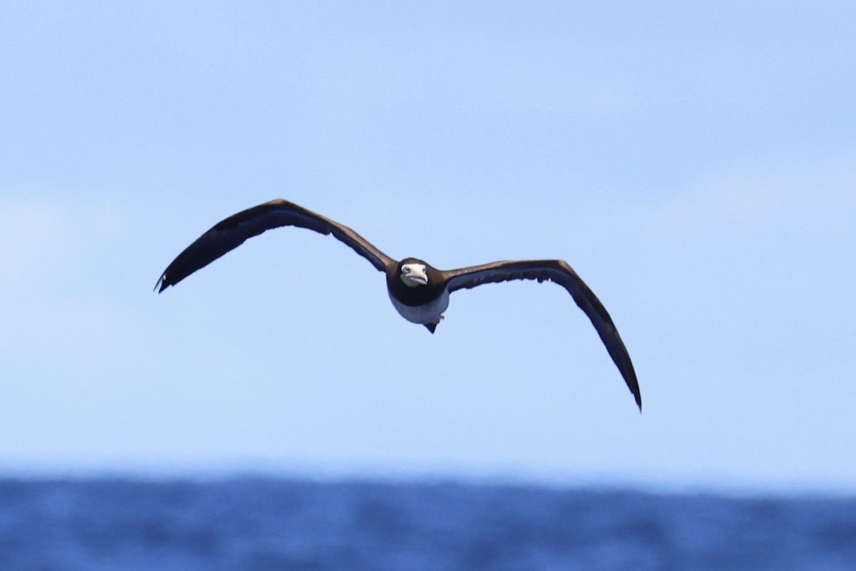 Brown Booby - ML620737625