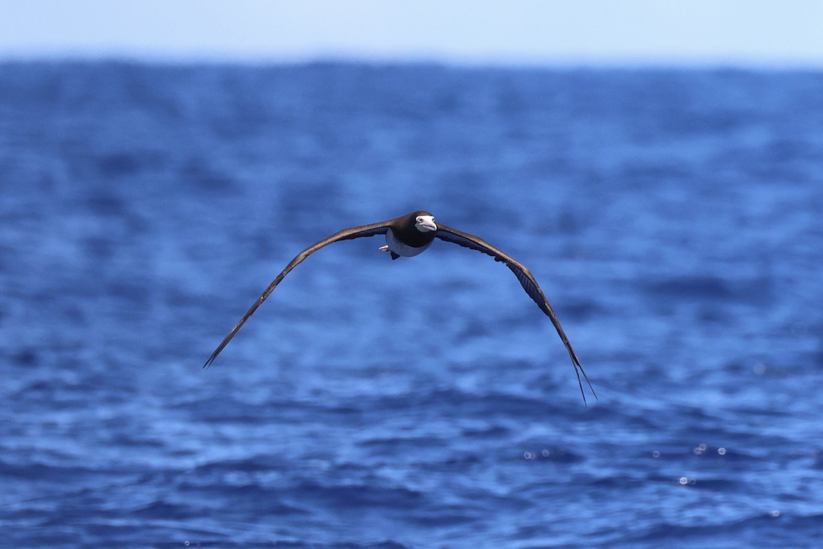 Brown Booby - ML620737626