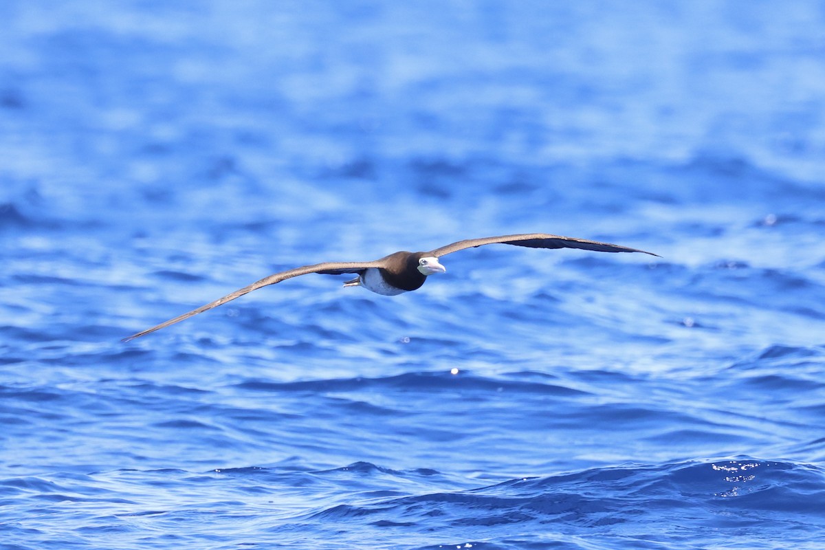 Brown Booby - ML620737627