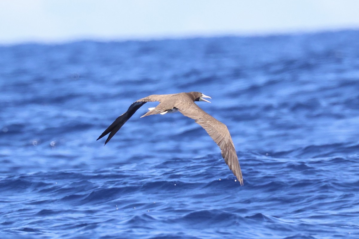 Brown Booby - ML620737628