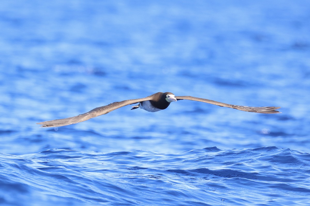 Brown Booby - ML620737629