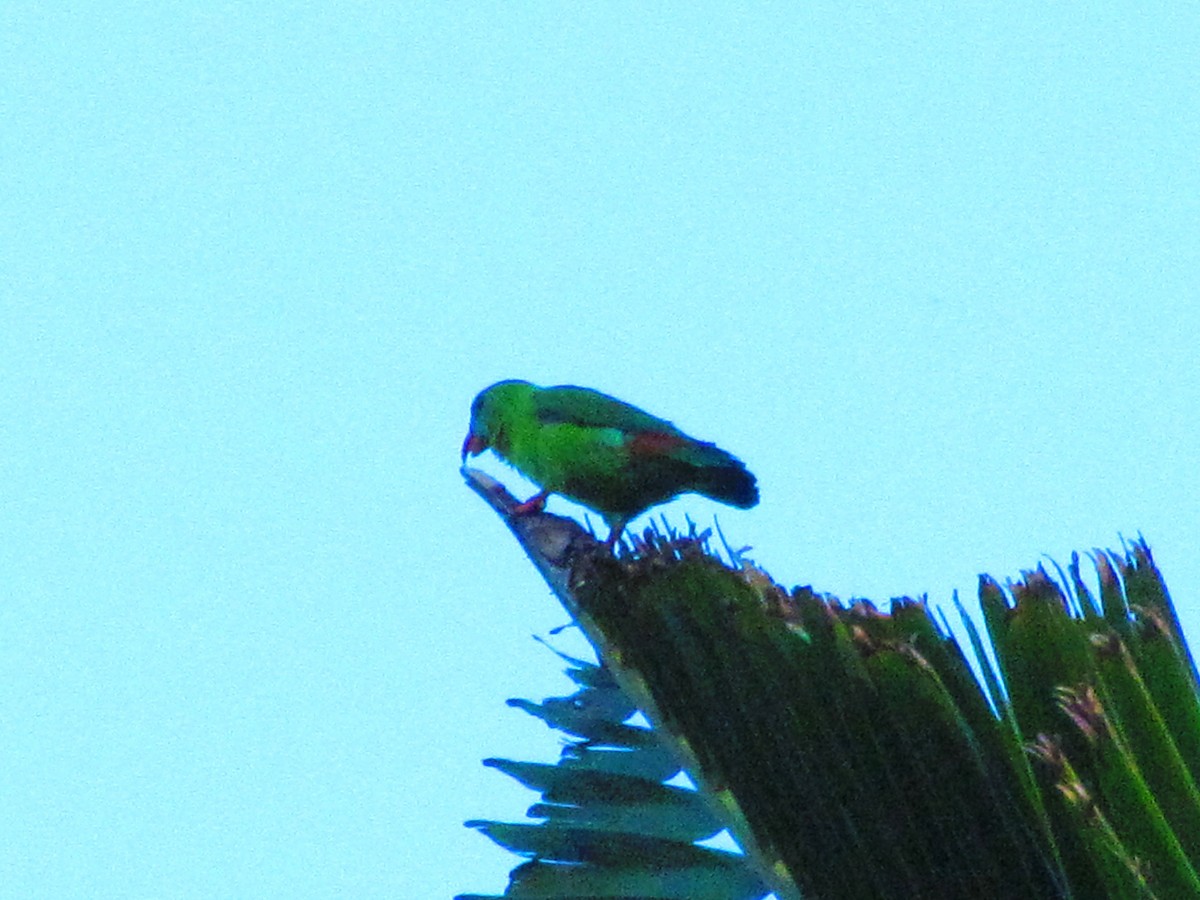 Philippine Hanging-Parrot - Linda Gocon