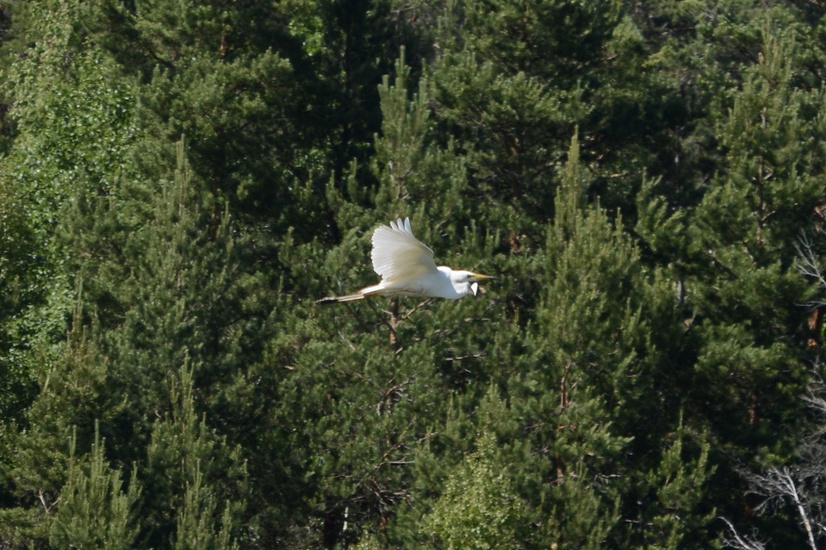 Great Egret - ML620737632